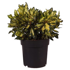 Alpenrose Blattgold in vaso, circa 30-40 cm di altezza, foglie giallo-oro.