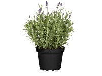 Lavendel bei OBI Alles für Heim, Haus, Garten und Bau