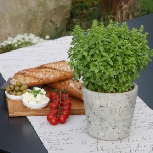 Basilico greco in vaso con pane, olive e pomodori. Erbe mediterranee per cucina e balcone.