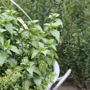 Blu Herbe de champignon bio Rungia en pot, feuilles vertes. Herbes de cuisine pour salades et sauces.