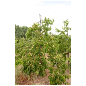 Cerisier bio Dönissens Gelbe Spindel avec cerises jaune clair en pot.