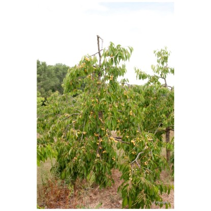 Arbre fruitier bio Cerise Dönissens Fusil jaune en pot Ø 20 cm / hauteur 30 cm