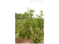 Bio Obstbaum Kirsche Dönissens Gelbe Spindel Topf Ø 20 cm / Höhe 30 cm