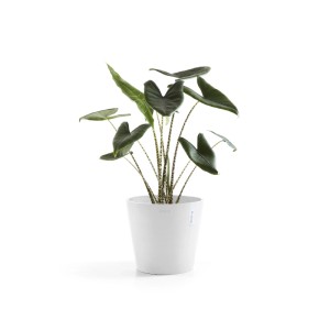 Vaso per piante Ecopots Amsterdam bianco, Ø 30 cm, con pianta. Ideale per interni ed esterni.