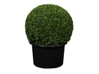Buchsbaum Kugel Buxus Topf Ø 25 cm / Höhe 30 - 40 cm
