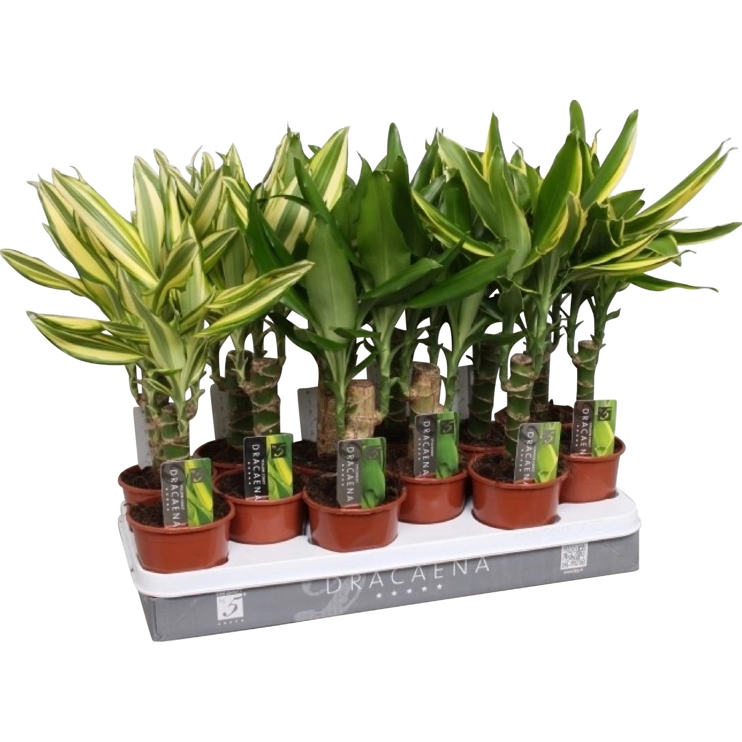 elefantenohr zebrina pflege Alocasia Zebrina main image 0
