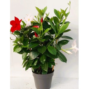 Dipladenia Spalier Duo in vaso con fiori rossi e bianchi, una pianta da vaso fiorita.