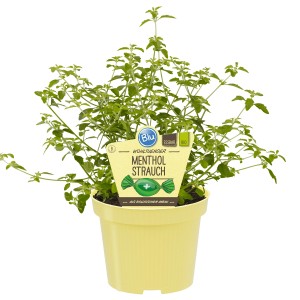 Arbusto di mentolo bio Blu in vaso (Ø 12cm) con foglie verdi in vaso giallo.