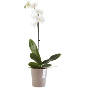 Pot Ecopots Morinda, French Taupe, Ø 14 cm, planté d'une orchidée blanche.