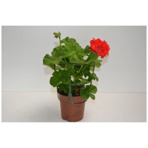 Géranium retombant en pot, fleur rouge. Pelargonium pour suspensions et jardinières.