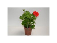 Hängende Geranie Pelargonium verschiedene Farben Topf Ø ca. 12 cm / 1 Stk.