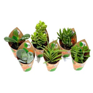 Lot de 6 plantes grasses GROW by OBI en pot (Ø 5,5 cm), variétés assorties.