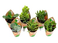 GROW by OBI Sukkulenten 9-fach sortiert Topf Ø 5,5 cm