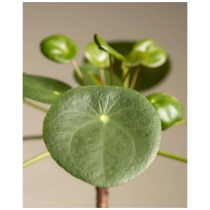 Gros plan d'une plante OVNI (Pilea peperomioides) avec des feuilles rondes et vertes.