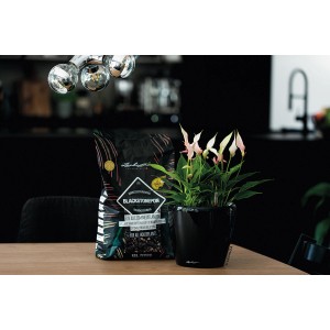 Lechuza Blackstone Pon 12L, terriccio nero per palme da interni.