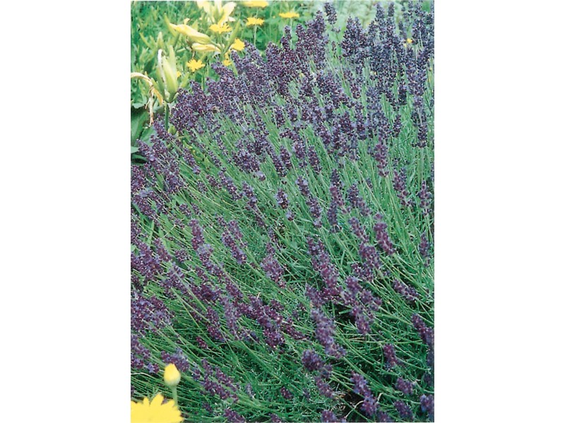 Lavendel bei OBI Alles für Heim, Haus, Garten und Bau