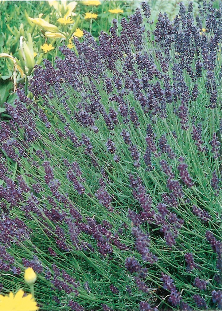 Lavendel "Lavandula angustifolia" Blau kaufen bei OBI