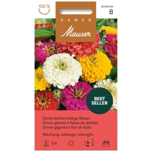 Mélange coloré de zinnias géants à fleurs de dahlias en sachet de graines.