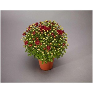 Chrysantheme Garden Mums im Topf, rote Blüten und gelbe Knospen.