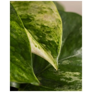 Gros plan sur les feuilles du Pothos Marble Queen, une plante grimpante à panachure verte et blanche.