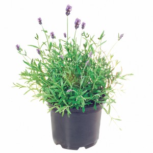 Lavande (Lavandula) en pot avec des fleurs violettes.