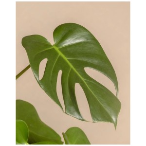 Gros plan sur une feuille verte et fenêtrée de la plante d'intérieur Feey Monstera.