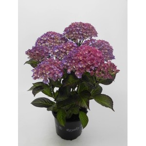 Hortensia 'Royalty Collection' en pot avec des fleurs rose-violet. Idéal pour balcon et jardin.