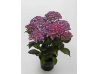 Bauernhortensie Royalty Collection Hydrangea macrophylla Topf Ø 19 cm