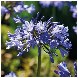 Agapanthus Donau Blau Grow by OBI in fiore con infiorescenze blu.