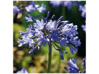 Grow by OBI Agapanthus Donau Blau 1 Stk. Grow by OBI Agapanthus Donau Blau 1 Stk.