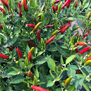 Blu Bio-Thai-Chili (Capsicum annuum) in vaso con baccelli rossi e verdi.