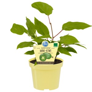 Mini-Kiwi Blu Weiki (femelle) en pot avec feuilles vertes. Idéal pour jardin ou balcon.