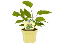 Blu Mini-Kiwi Weiki weiblich Actinidia arguta Topf Ø ca. 12 cm