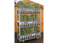 Waldrebe Clematis verschiedene Farben Topf Ø 14 cm / 1 Stk.