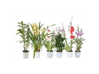 Orchideen-Mix 2-Trieber Topf Ø 12 cm / 1 Stk. Orchideen-Mix 2-Trieber Topf Ø 12 cm / 1 Stk.