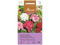 Bartnelke  einjährige Mischung