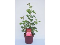 Rosen-Kollektion Unsere Besten verschiedene Sorten Topf Ø 21 cm / 1 Stk. Rosen-Kollektion Unsere Besten verschiedene Sorten Topf Ø 21 cm / 1 Stk.