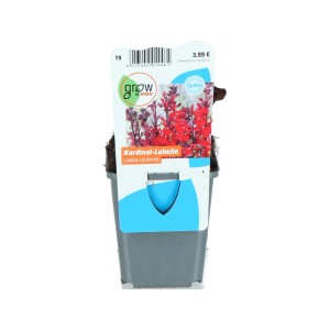 Lobelia cardinalis rossa in vaso, fiori rosso vivo, adatta per laghetti.