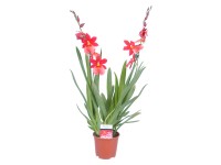 Cambria-Orchidee Nelly Isler Vuylstekeara 2-Trieber Rot Topf Ø 11 cm Cambria-Orchidee Nelly Isler Vuylstekeara 2-Trieber Rot Topf Ø 11 cm