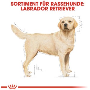 Illustrazione di un Labrador Retriever, abbinato al cibo per cani Royal Canin per Labrador Retriever.