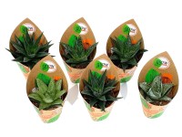 GROW by OBI Haworthie Haworthia 5-fach sortiert Topf Ø 5,5 cm