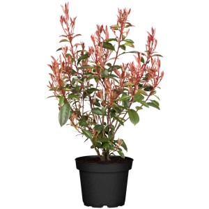 Photinia fraseri 'Compacta' in vaso, alta circa 60-80 cm. Arbusto con foglie rosse e verdi.