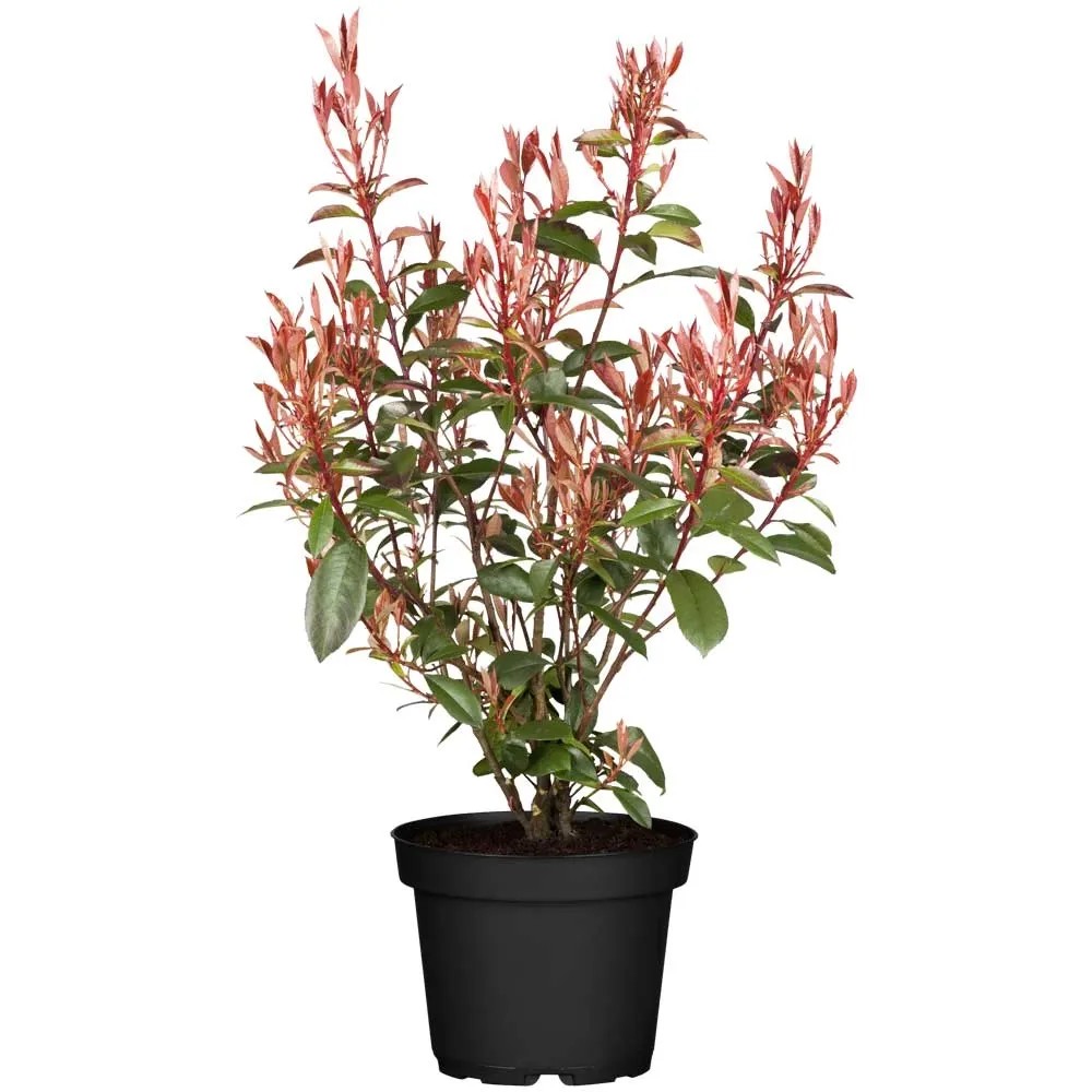 Glanzmispel Photinia fraseri Compacta Topf  28 cm / Hhe ca. 60 - 80 cm