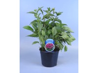 Echinacea Purpurea Fatal Attraction