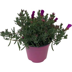GROW by OBI Mesembryanthemum in vaso (ca. 18cm Ø) con fiori rosa.
