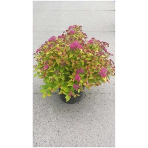 Spirea nana Spiraea japonica Magic Carpet in vaso con fiori rosa e fogliame giallo-arancio.