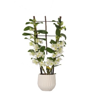 Arrangement d'orchidée bambou dans un pot en céramique blanc, env. 12 cm Ø.