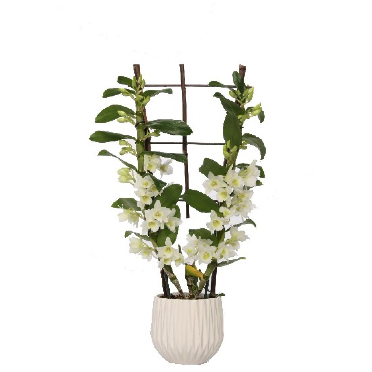 Orchidée bambou Apollo Dendrobium pot en céramique Ø 12 cm