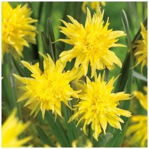Gelbe Narzisse 'Rip van Winkel' von GROW by OBI, eine gefüllte Blumenzwiebel für den Garten.