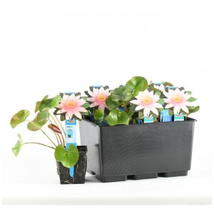 Ninfea 'Marliac Carnea' in vaso da 11 cm, fiori rosa chiaro e foglie verdi.